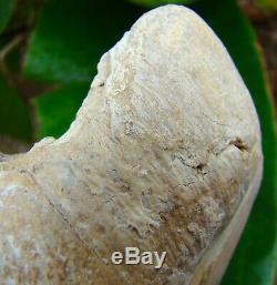 Megalodon Shark Tooth 5 & 3/8 in. ULTRA RARE WHITE PERUVIAN PERU