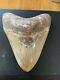 Megalodon Shark Tooth 5.3 In. Colorful Indonesian Real Asian Fossil
