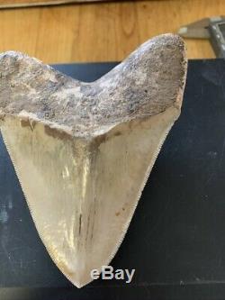 Megalodon Shark Tooth 5.3 in. COLORFUL INDONESIAN real asian fossil