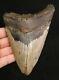 Megalodon Shark Tooth 5.41 Extinct Fossil Authentic Not Restored (cg10-39)