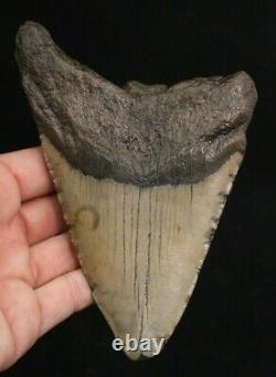 Megalodon Shark Tooth 5.41 Extinct Fossil Authentic NOT RESTORED (CG10-39)