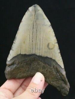 Megalodon Shark Tooth 5.41 Extinct Fossil Authentic NOT RESTORED (CG10-39)