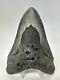 Megalodon Shark Tooth 5.43 Big Authentic Fossil Natural 18821