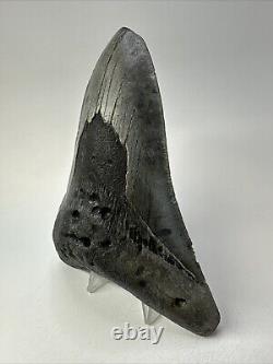 Megalodon Shark Tooth 5.43 Big Authentic Fossil Natural 18821