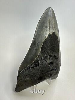 Megalodon Shark Tooth 5.43 Big Authentic Fossil Natural 18821