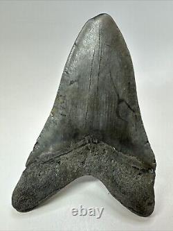 Megalodon Shark Tooth 5.43 Big Authentic Fossil Natural 18821