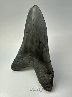 Megalodon Shark Tooth 5.43 Big Authentic Fossil Natural 18821