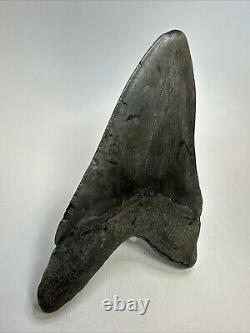 Megalodon Shark Tooth 5.43 Big Authentic Fossil Natural 18821