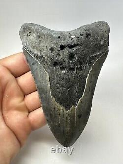 Megalodon Shark Tooth 5.43 Big Authentic Fossil Natural 18821