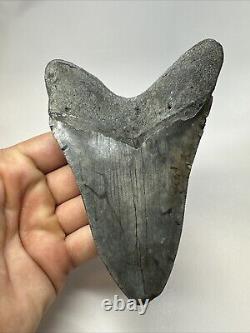 Megalodon Shark Tooth 5.43 Big Authentic Fossil Natural 18821