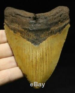 Megalodon Shark Tooth 5.43 Extinct Fossil Authentic NOT RESTORED (CG14-3)