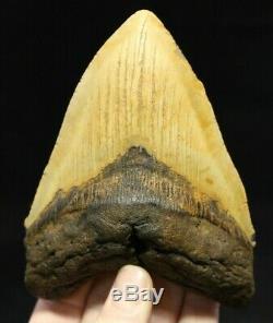 Megalodon Shark Tooth 5.43 Extinct Fossil Authentic NOT RESTORED (CG14-3)