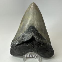 Megalodon Shark Tooth 5.43 Inch Serrated Amazing Fossil Authentic 20274
