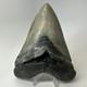 Megalodon Shark Tooth 5.43 Inch Serrated Amazing Fossil Authentic 20274