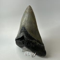 Megalodon Shark Tooth 5.43 Inch Serrated Amazing Fossil Authentic 20274