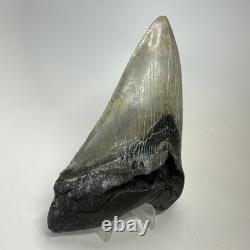 Megalodon Shark Tooth 5.43 Inch Serrated Amazing Fossil Authentic 20274