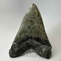Megalodon Shark Tooth 5.43 Inch Serrated Amazing Fossil Authentic 20274