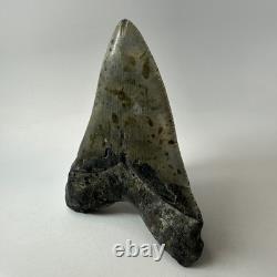 Megalodon Shark Tooth 5.43 Inch Serrated Amazing Fossil Authentic 20274