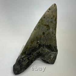 Megalodon Shark Tooth 5.43 Inch Serrated Amazing Fossil Authentic 20274