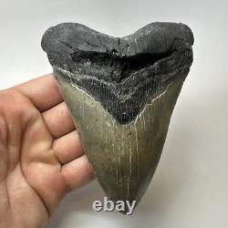 Megalodon Shark Tooth 5.43 Inch Serrated Amazing Fossil Authentic 20274