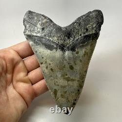 Megalodon Shark Tooth 5.43 Inch Serrated Amazing Fossil Authentic 20274