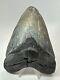 Megalodon Shark Tooth 5.43 Thick Natural Fossil Real 18355