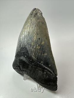 Megalodon Shark Tooth 5.43 Thick Natural Fossil Real 18355