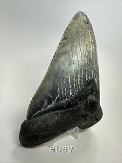 Megalodon Shark Tooth 5.43 Thick Natural Fossil Real 18355