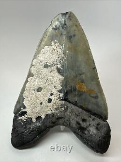 Megalodon Shark Tooth 5.43 Thick Natural Fossil Real 18355