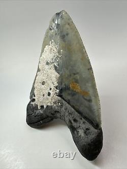 Megalodon Shark Tooth 5.43 Thick Natural Fossil Real 18355