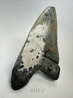 Megalodon Shark Tooth 5.43 Thick Natural Fossil Real 18355