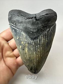 Megalodon Shark Tooth 5.43 Thick Natural Fossil Real 18355