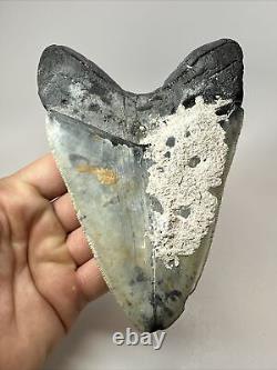 Megalodon Shark Tooth 5.43 Thick Natural Fossil Real 18355