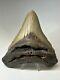 Megalodon Shark Tooth 5.43 Inch Unique Shape Wide Fossil Authentic 16997