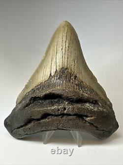 Megalodon Shark Tooth 5.43 inch Unique Shape Wide Fossil Authentic 16997