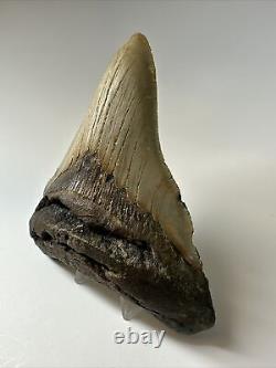 Megalodon Shark Tooth 5.43 inch Unique Shape Wide Fossil Authentic 16997