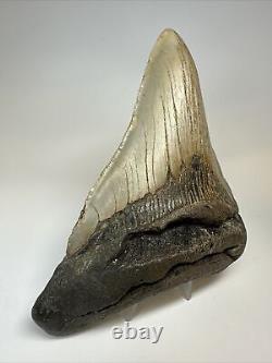 Megalodon Shark Tooth 5.43 inch Unique Shape Wide Fossil Authentic 16997
