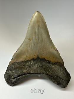 Megalodon Shark Tooth 5.43 inch Unique Shape Wide Fossil Authentic 16997