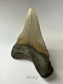 Megalodon Shark Tooth 5.43 inch Unique Shape Wide Fossil Authentic 16997