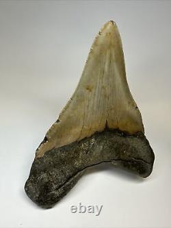 Megalodon Shark Tooth 5.43 inch Unique Shape Wide Fossil Authentic 16997