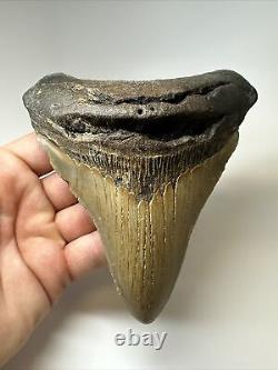 Megalodon Shark Tooth 5.43 inch Unique Shape Wide Fossil Authentic 16997