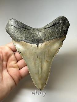 Megalodon Shark Tooth 5.43 inch Unique Shape Wide Fossil Authentic 16997