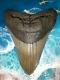 Megalodon Shark Tooth 5.446 Inch Serrated Monster! Diver Direct! Fast Shipping
