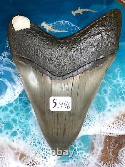 Megalodon Shark Tooth 5.446 inch serrated monster! Diver direct! Fast Shipping