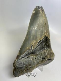 Megalodon Shark Tooth 5.44 Beautiful Serrated Fossil Feeding Damage 10899