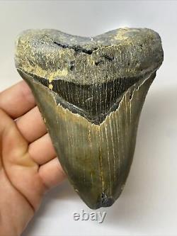Megalodon Shark Tooth 5.44 Beautiful Serrated Fossil Feeding Damage 10899