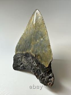 Megalodon Shark Tooth 5.44 Colorful Wide Fossil Huge 17114
