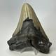 Megalodon Shark Tooth 5.44 Inch Huge Authentic Fossil Natural Real 19392