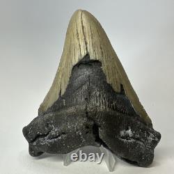 Megalodon Shark Tooth 5.44 Inch Huge Authentic Fossil Natural Real 19392