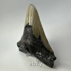 Megalodon Shark Tooth 5.44 Inch Huge Authentic Fossil Natural Real 19392